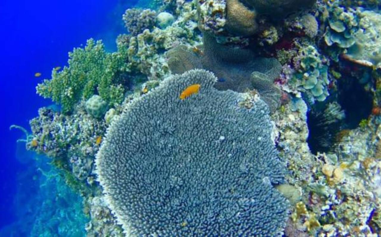 Molave Cove Resort ปางเลา ภายนอก รูปภาพ