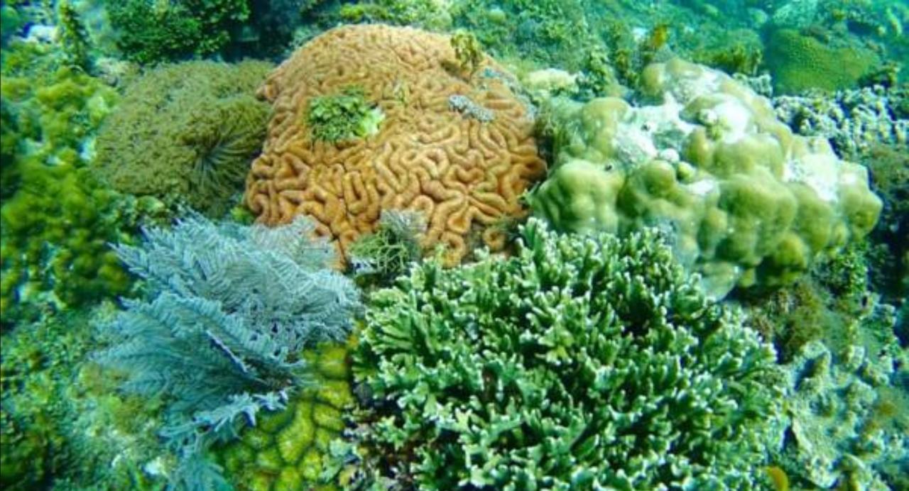 Molave Cove Resort ปางเลา ภายนอก รูปภาพ