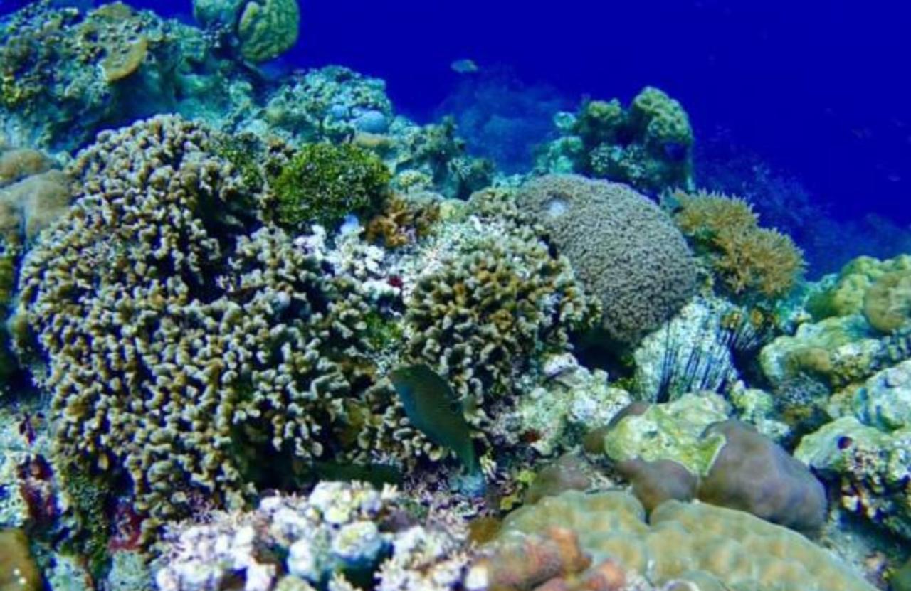 Molave Cove Resort ปางเลา ภายนอก รูปภาพ